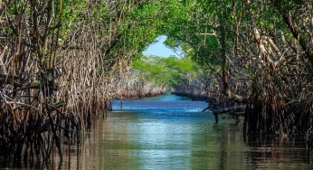 Government Unveils Ambitious ‘MISHTI’ Initiative to Bolster Mangrove Conservation and Biodiversity