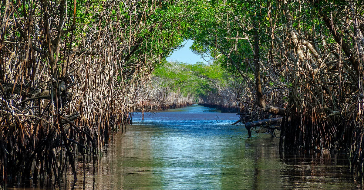 Government Unveils Ambitious ‘MISHTI’ Initiative to Bolster Mangrove Conservation and Biodiversity
