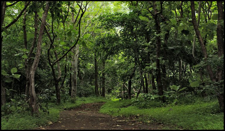 Gupteswar forest