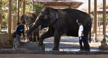 Reliance Launches Vantara Program for Animal Rescue and Conservation