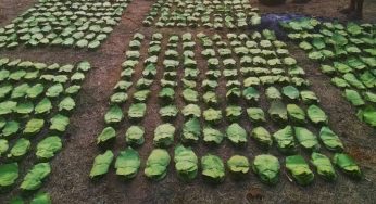 Odisha Govt Boosts Kendu Leaf Pluckers’ Welfare, announces 50 percent bonus