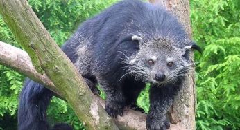 Kaziranga National Park Unveils New Mammalian Species in Biodiversity Triumph