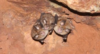 Gupteswar Forest Designated as Biodiversity-Heritage Site; Board to Draft Conservation and Development Blueprint