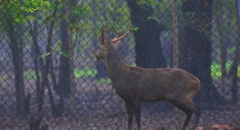 Hogdeer from Nandankanan Zoo Find a New Home at Sambalpur Zoo