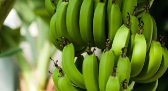 India Exports Bananas to Russia: APEDA Facilitates Milestone Shipment