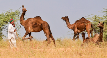 Union Cabinet Approves Modified National Livestock Mission for Livestock Welfare