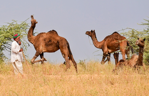Union Cabinet Approves Modified National Livestock Mission for Livestock Welfare