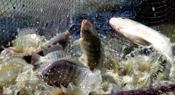 Union Budget 2024-25: Fisheries Sector Gets ₹2,616.44 Crore Boost for Innovation and Growth