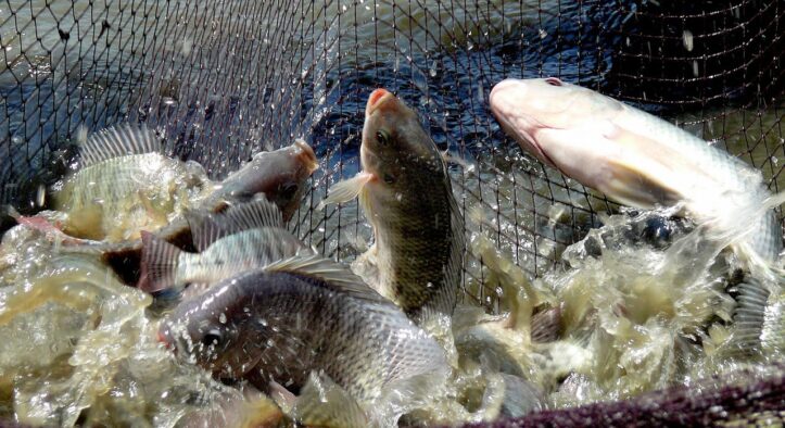 Union Budget Announces Record ₹2,761.80 Crore Support for Fisheries Sector