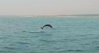 Spectacular Sighting of Humpback Dolphins Off Ganjam Coast