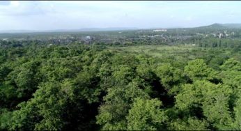 Coal/Lignite PSUs Showcase Commitment to Sustainable Development Through Extensive Plantation Initiatives