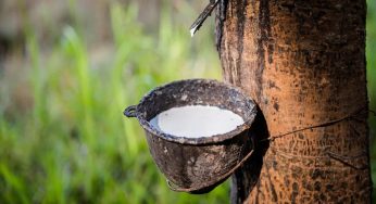 Boost for Rubber Sector as Financial Assistance Rises by 23 percent