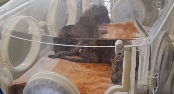 Three New Asiatic Lion Cubs Welcomed at Nandankanan Zoological Park