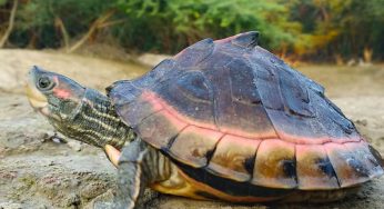 Major Wildlife Trafficking Bid Foiled: 302 Indian Tent Turtles Rescued in Cuttack Operation