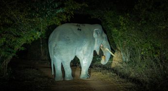 BDA Introduces Night Jungle Safari to Ekamra Walks in Bharatpur