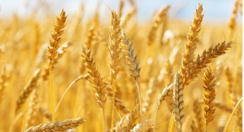 Cabinet Approves Increased MSP for Rabi Crops for Marketing Season 2025-26