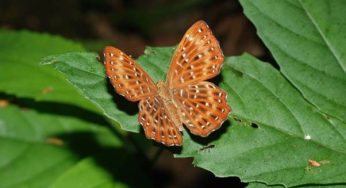Zoological Survey of India Releases Comprehensive Guide to Lepidoptera