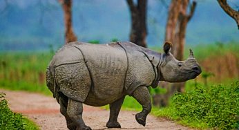 Record Tourist Footfall at Kaziranga National Park and Tiger Reserve