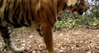 Male Tiger Travels Across Three States to Reach Odisha