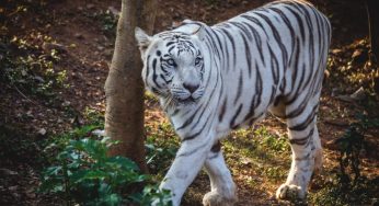 Nandankanan Zoo Mourns the Loss of White Tigress ‘Sneha’