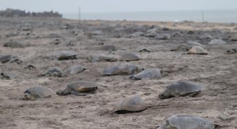 Arribada: Olive Ridley Sea Turtles Embark on Annual Mass Nesting at Gahirmatha