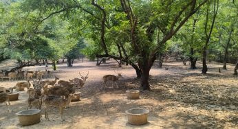 Sambalpur Zoo Implements Special Measures to Protect Animals for heat