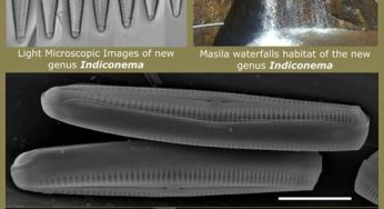Researchers Discover New Genus of Diatom in Eastern Ghats’ Clean Water River