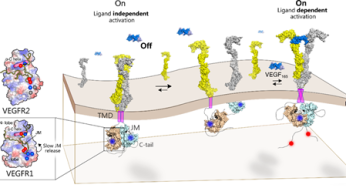 Researchers Decode Molecular Mechanism of VEGFR1 to Combat Colon and Renal Cancers