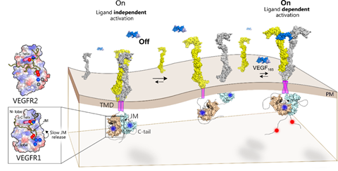 Researchers Decode Molecular Mechanism of VEGFR1 to Combat Colon and Renal Cancers