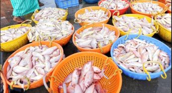 India’s Seafood Exports Hit Record High in FY 2023-24