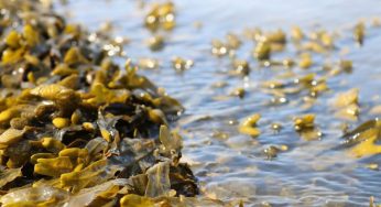 India Launches New Guidelines for Seaweed Import to Boost Coastal Economies and Sustainability