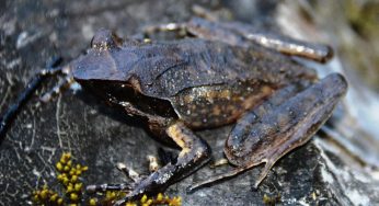 New Species of Horned Frog Discovered in Arunachal Pradesh’s Tale Wildlife Sanctuary