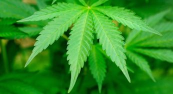 Odisha Declares ‘Bhang’ as Intoxicant