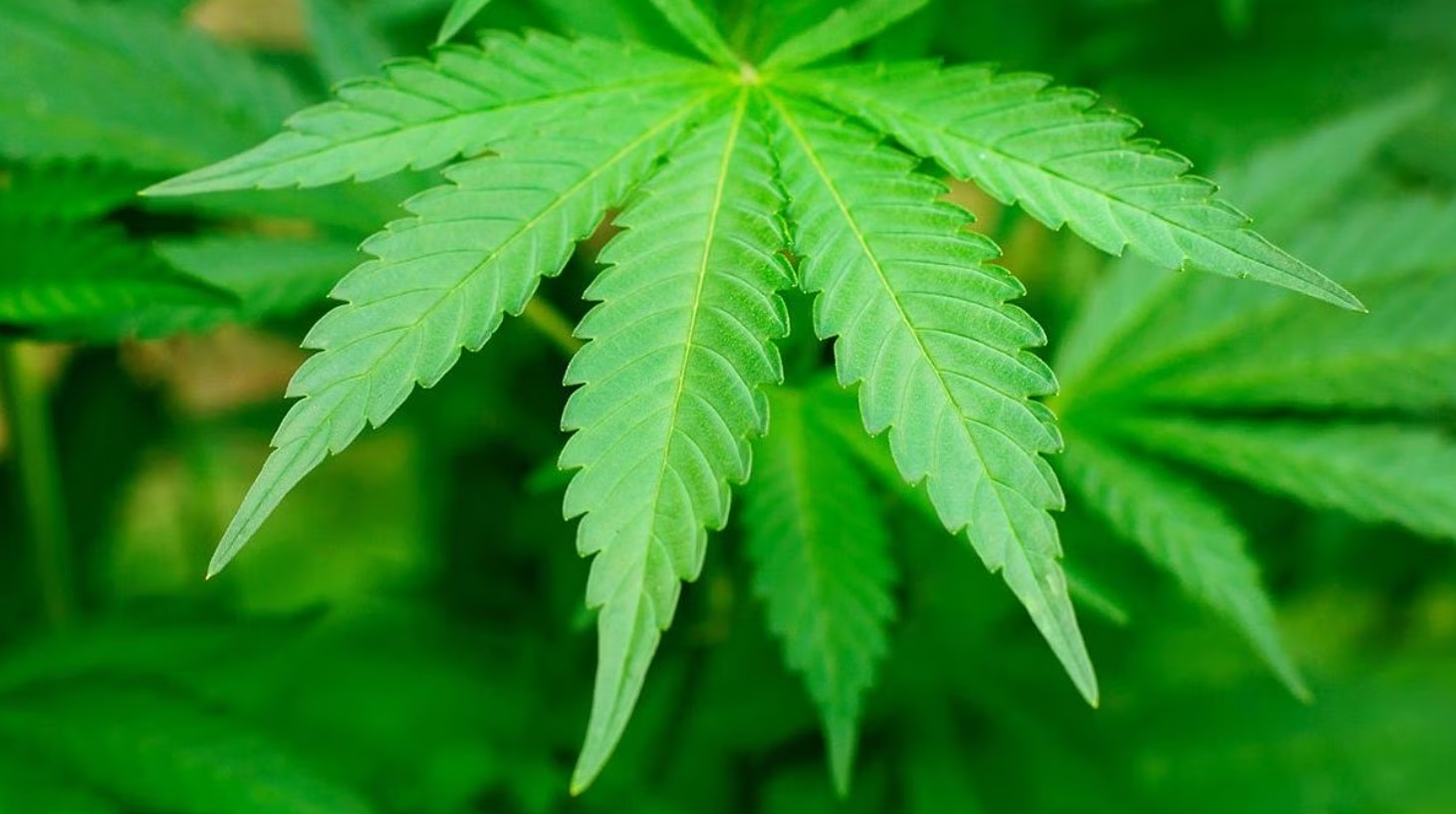 Odisha Declares ‘Bhang’ as Intoxicant