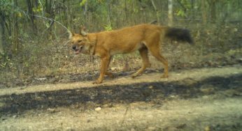 Rare Sighting: Endangered Wild Dog Spotted in Debrigarh Sanctuary