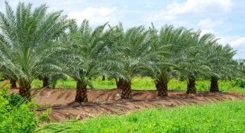 Odisha Govt to Plant 20 Lakh Palm Trees to Combat Lightning Strikes