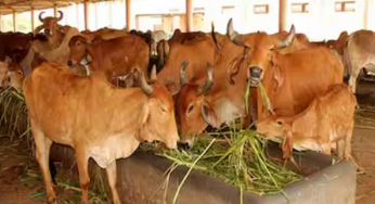 Odisha Cabinet Approves Mukhyamantri Kamadhenu Yojana to Boost Milk Production
