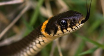 Tragic Incident: Three Siblings Die from Snakebites in Odisha, Father in Critical Condition