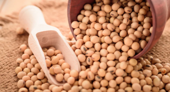 Union Minister Shivraj Singh Chouhan Assures Madhya Pradesh Farmers of Soybean Purchase at MSP