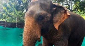 65-Year-Old Captive Elephant ‘Khersel’ Passes Away in Hirakud Wildlife Division