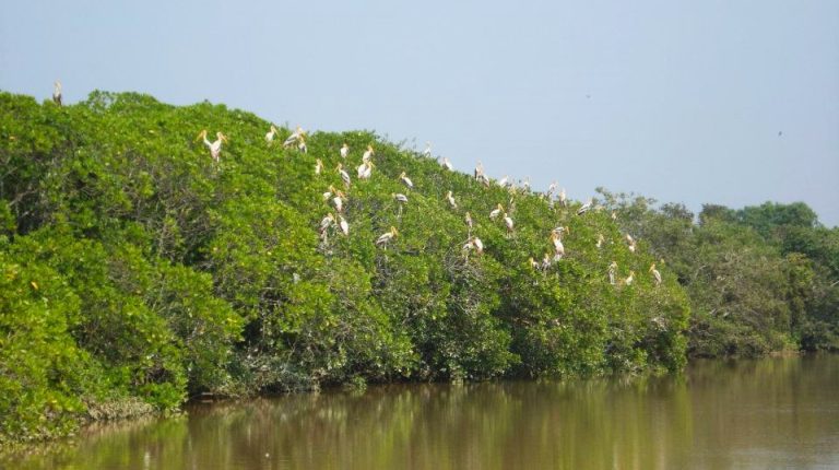 bhitarkanika-bird-sanctuary