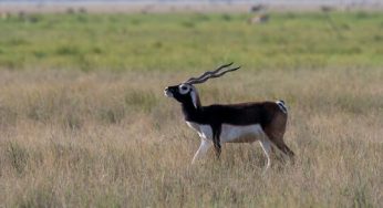 Odisha’s Blackbuck Population Rises to 8,789 in Ganjam, Reflecting Conservation Success