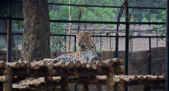 Leopard Involved in Nuapada Attacks Now on Public Display at Sambalpur Zoo