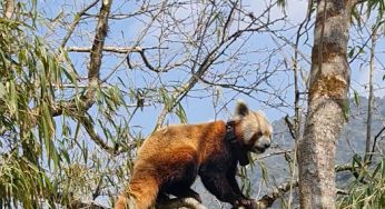 Darjeeling’s Red Panda Conservation Program Shortlisted for Prestigious Global Award