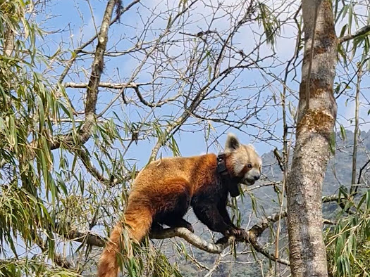 Darjeeling’s Red Panda Conservation Program Shortlisted for Prestigious Global Award