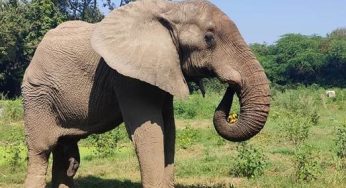 Union Minister’s Efforts Lead to ‘Shankar,’ African Elephant, Being Freed from Chains
