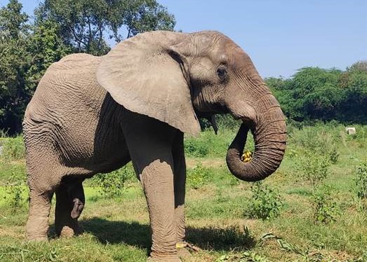 Union Minister’s Efforts Lead to ‘Shankar,’ African Elephant, Being Freed from Chains