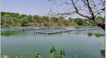 CCL Transforms Abandoned Mine Pits into Thriving Fish Farms, Boosting Local Economy and Biodiversity