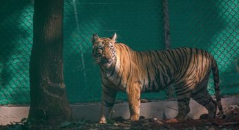 Tigress Zeenat Returns to Similipal Tiger Reserve After Eventful Journey
