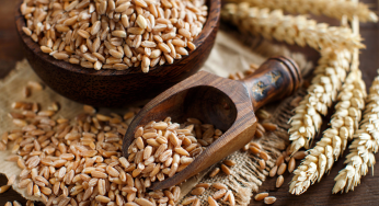 Odisha Govt to Distribute Wheat Alongside Rice to Ration Card Holders Starting Jan 2025